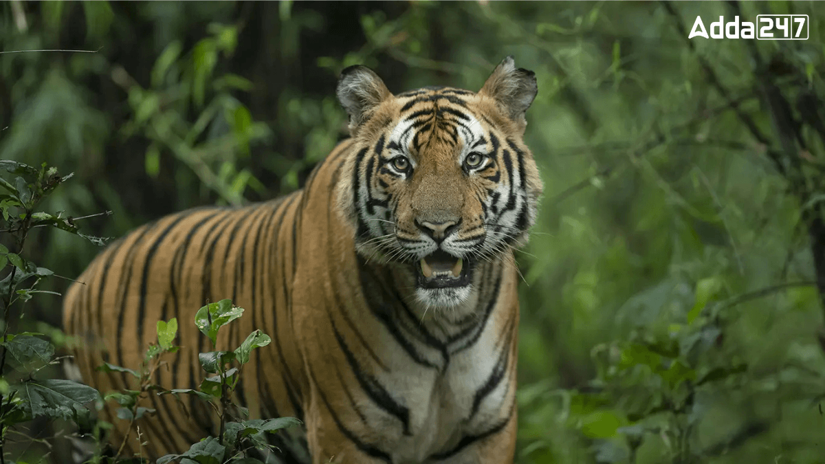 Where is Bandhavgarh National Park Situated?