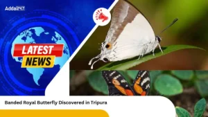 Banded Royal Butterfly Discovered in Tripura