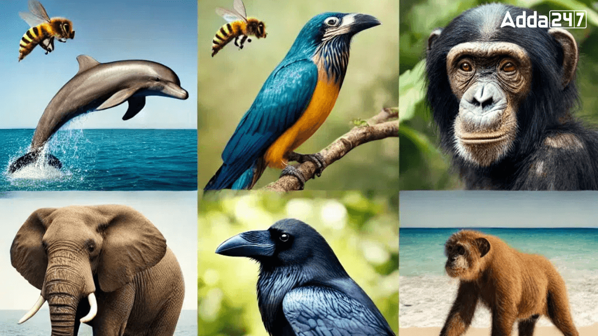 Top-10 Smartest Animals in the World, Know About Them