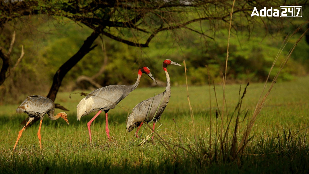 Where is Keoladeo National Park Located?