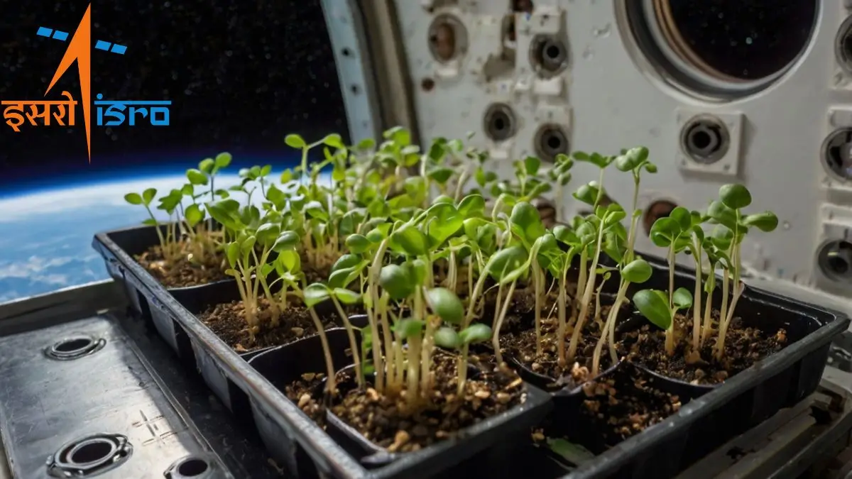 First Black-eyed Pea Sprouts in Space by ISRO