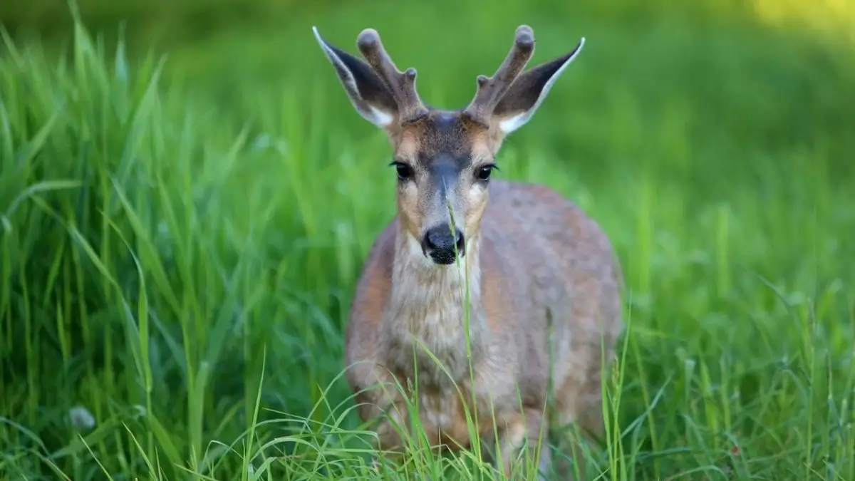 Is Zombie Deer Disease Dangerous for Humans?