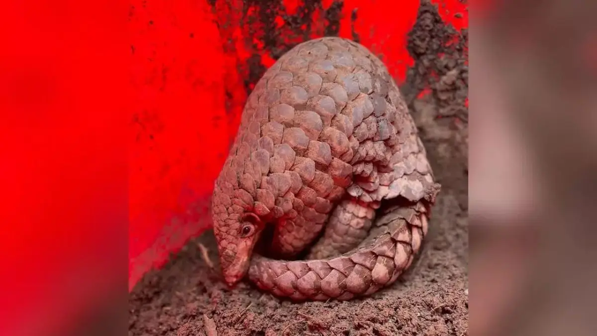 New Indo-Burmese Pangolin Species Discovered by ZSI Scientists