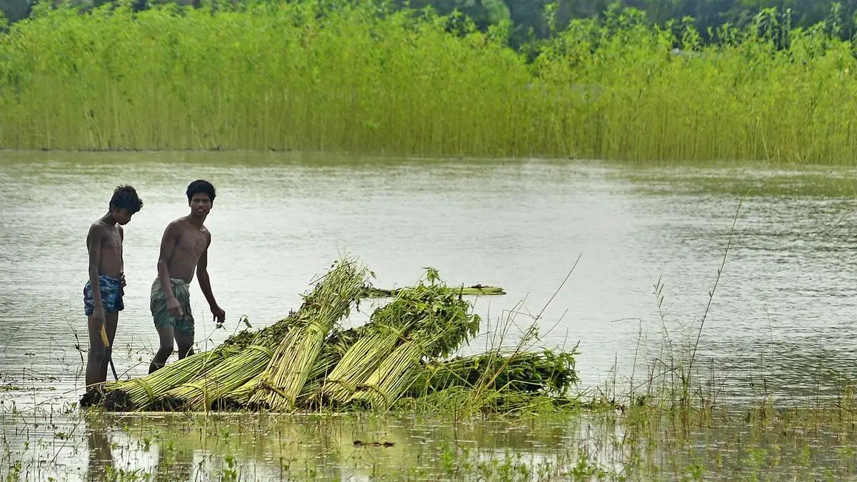 Centre Hikes MSP on Jute, Promises 66.8% Returns for farmers