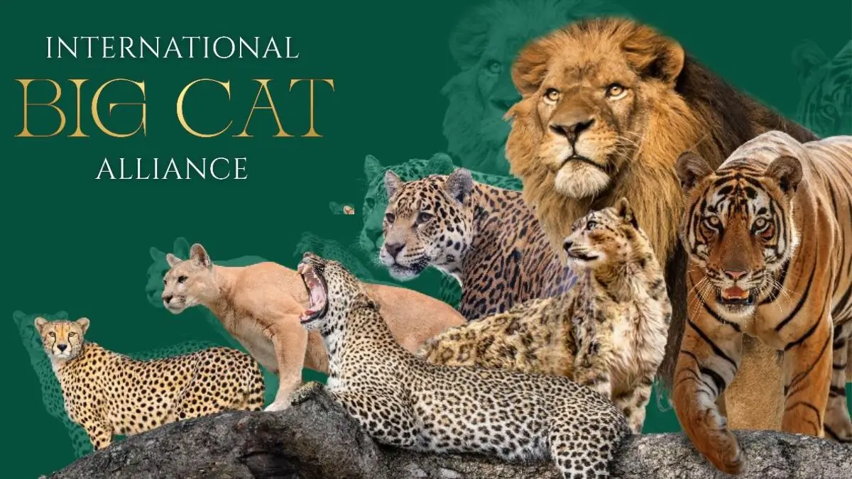 International Big Cat Alliance Now a Treaty Organization