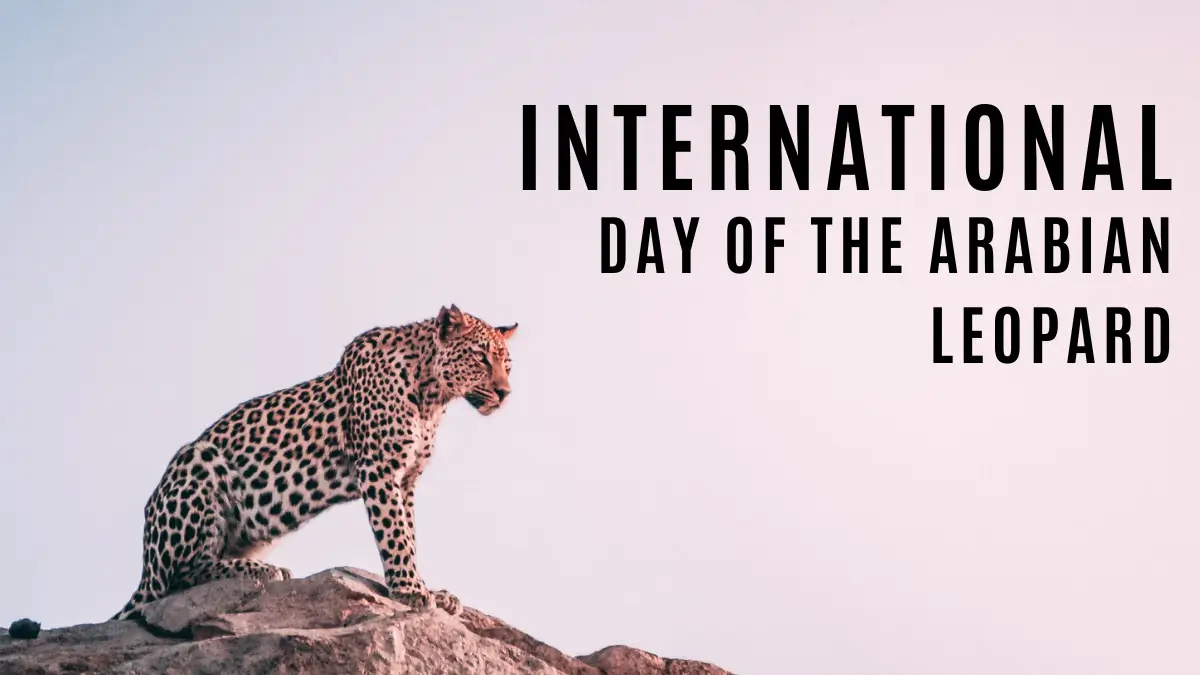 International Day of the Arabian Leopard: When, Why, and How It Matters