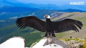 What is the National Bird of Chile