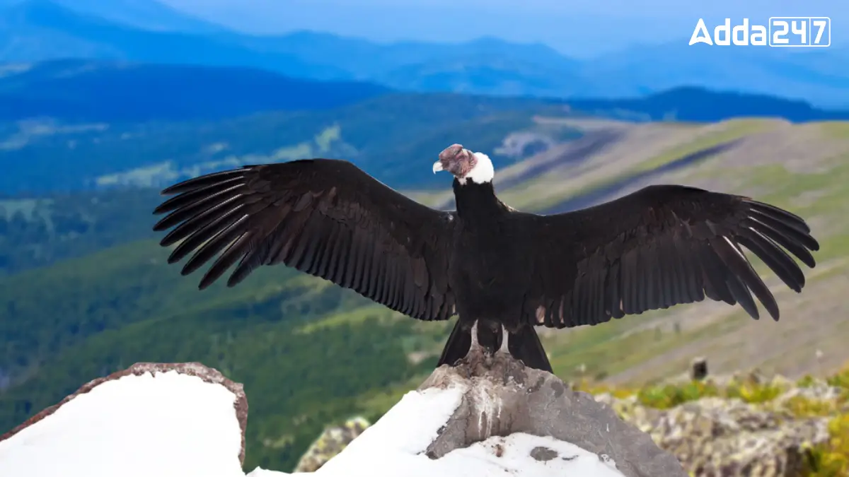 What is the National Bird of Chile