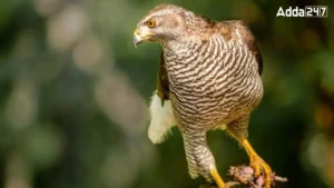 What is the Name of the State Bird of Punjab?