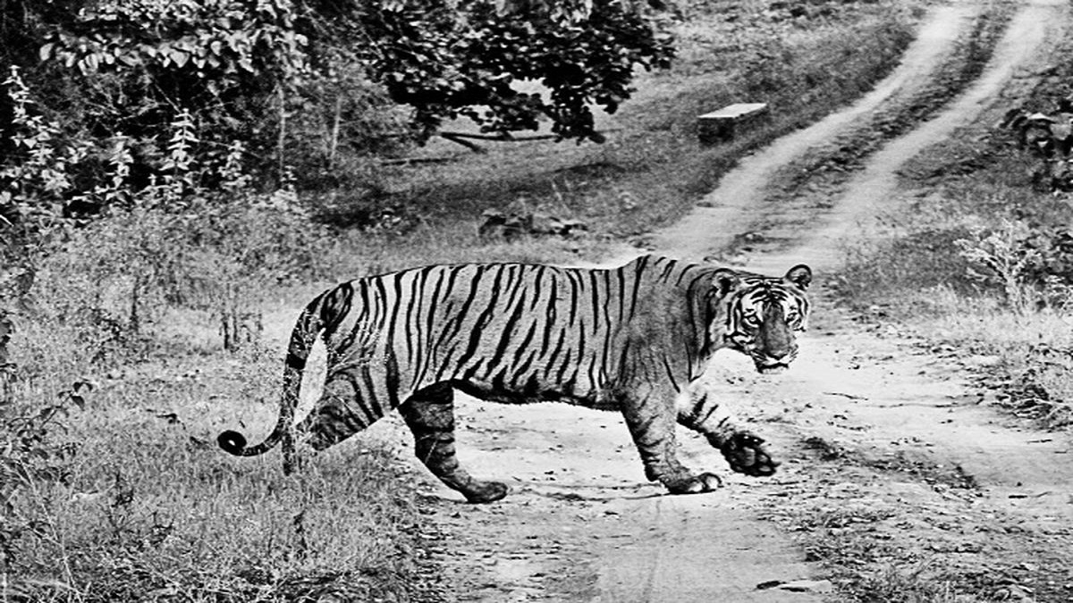 Soliga Tribe’s Role in Tiger Conservation at BRT Tiger Reserve