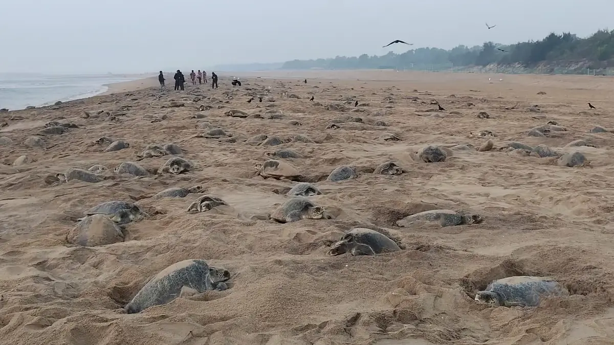 Record-Breaking Mass Nesting of Olive Ridley Turtles at Rushikulya Beach