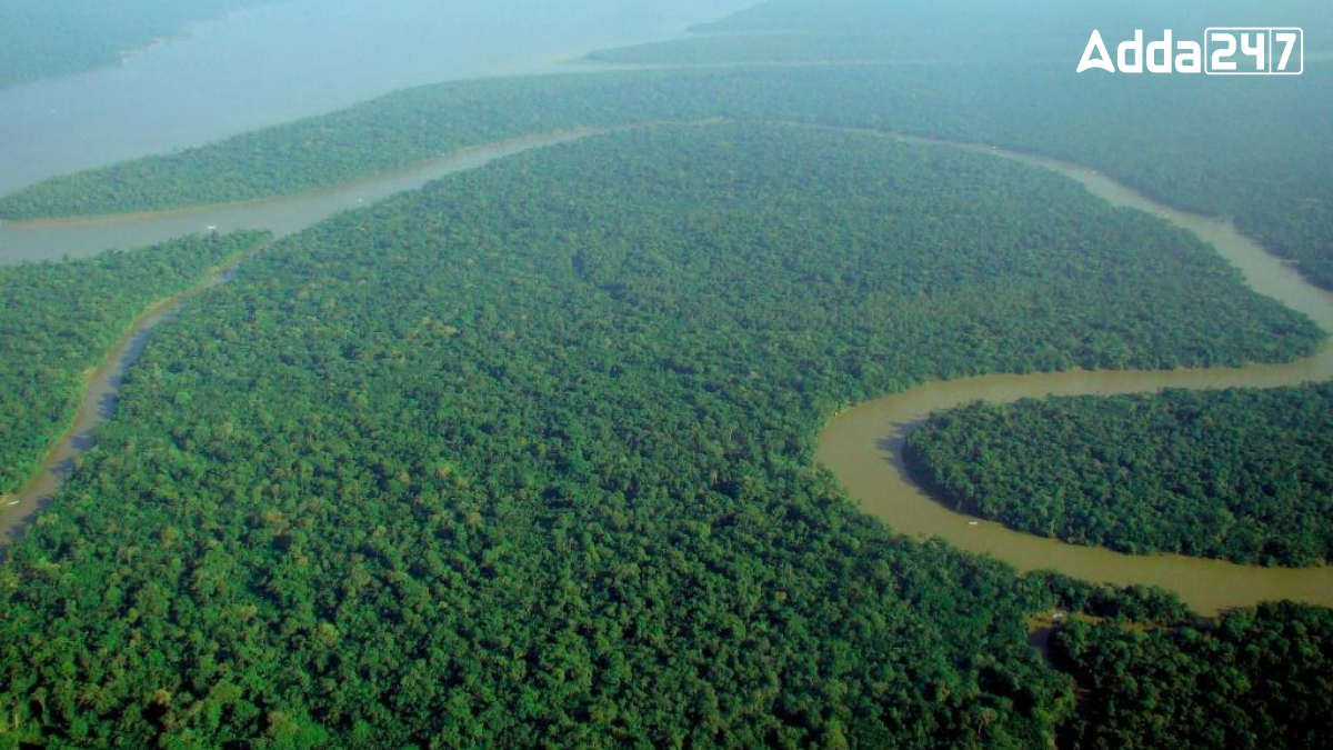 Which Forest is Known as the Lungs of the Earth?