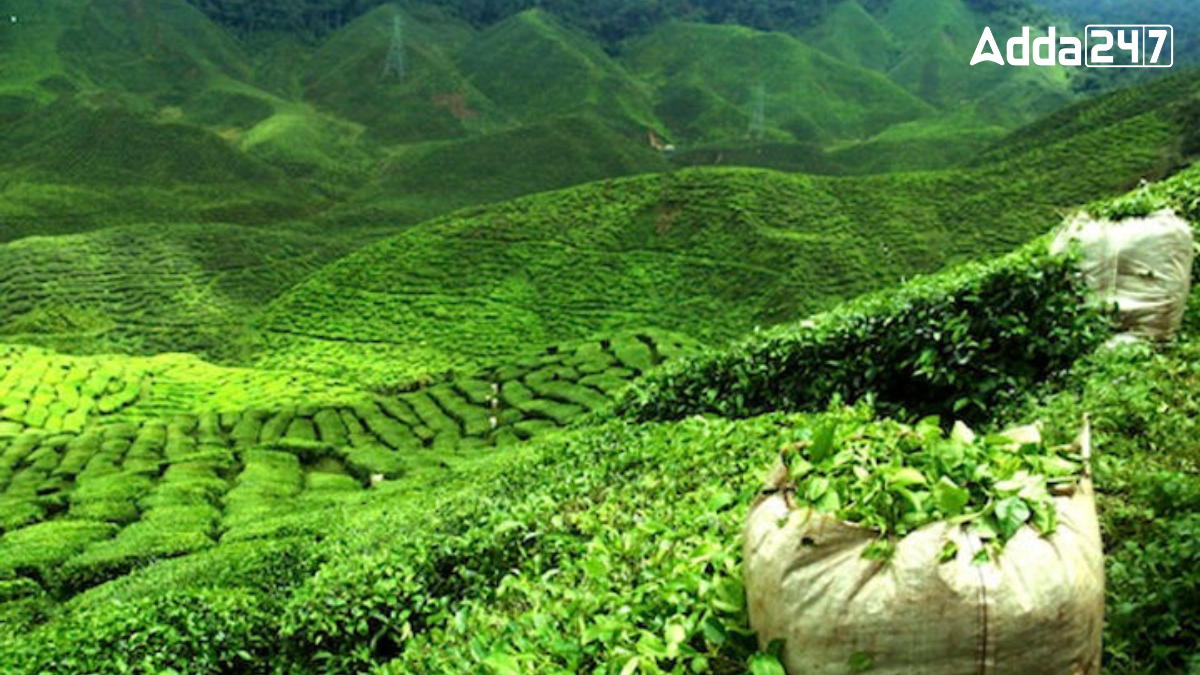 Which Place of India is Famous for Tea Gardens?