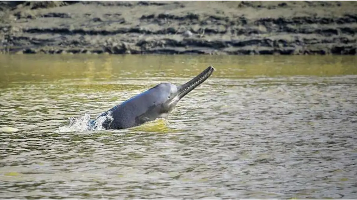 First Population Estimation of Riverine Dolphins in India: Key Findings and Significance