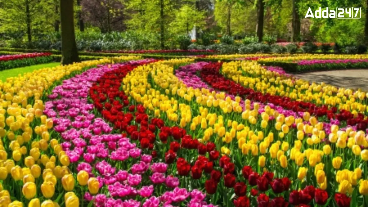 Which Country is Known as the Land of Tulips?