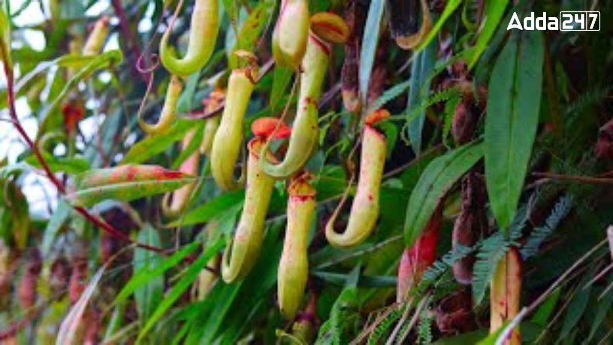 Where is Baghmara Pitcher Plant Sanctuary Located?