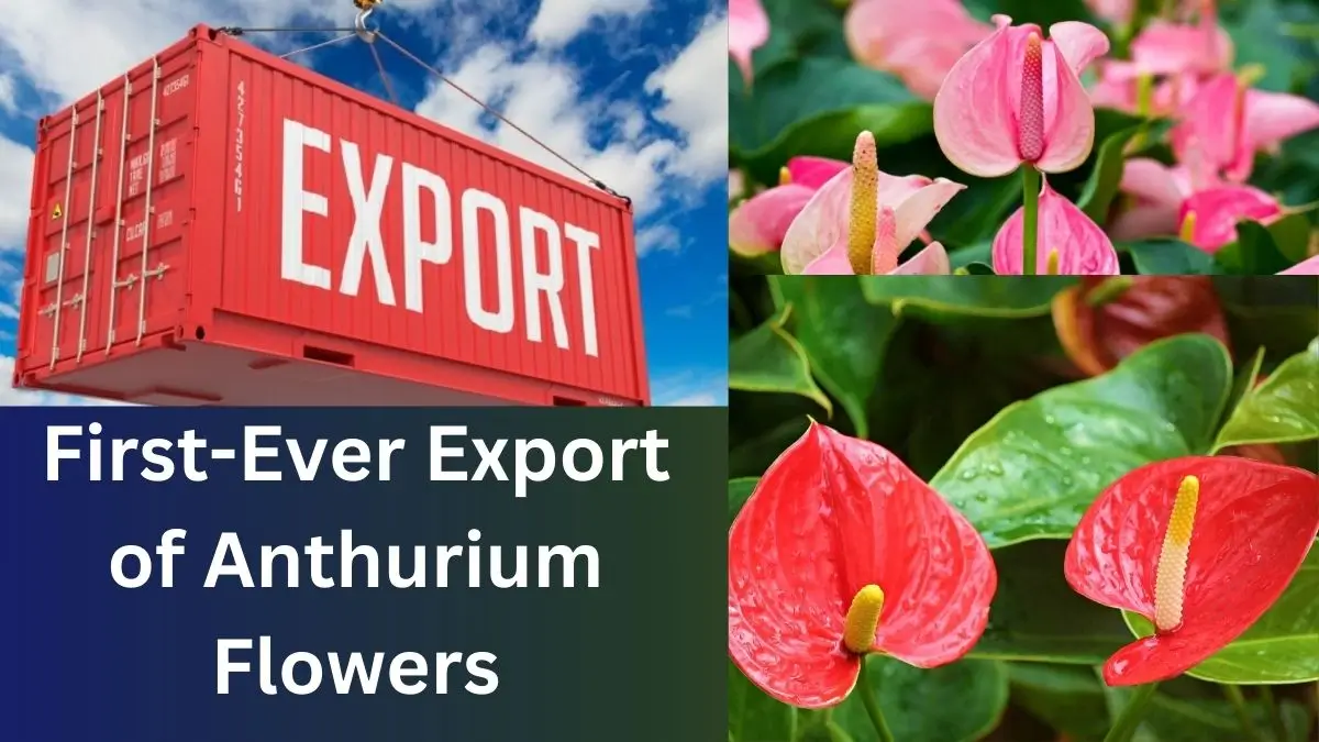 First-Ever Export of Anthurium Flowers from Mizoram to Singapore