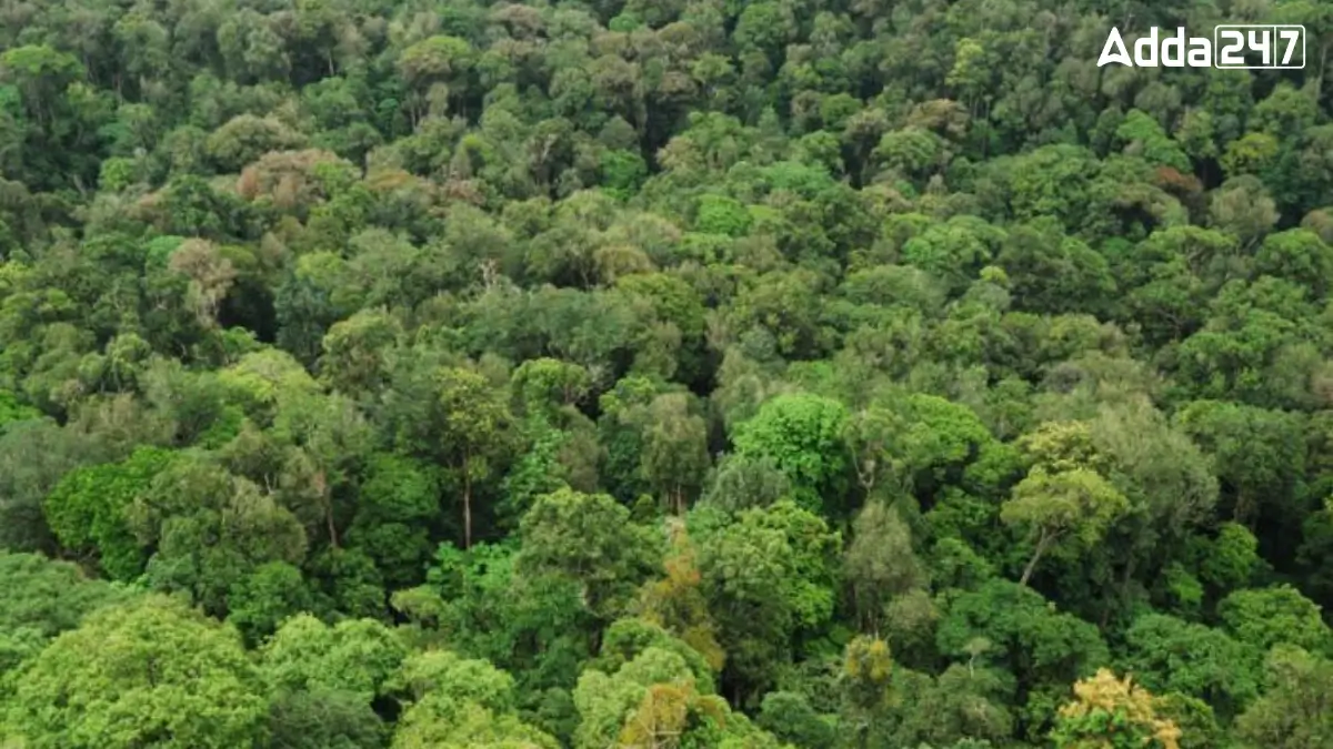 Which Type of Forest Occupies the Highest Percentage of Area in India?