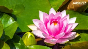 Which Country is Known as the Land of Lilies?