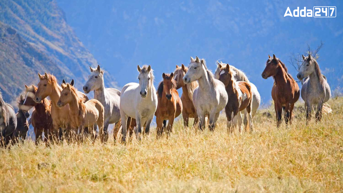 Which Country is Known as the Land of Horses?