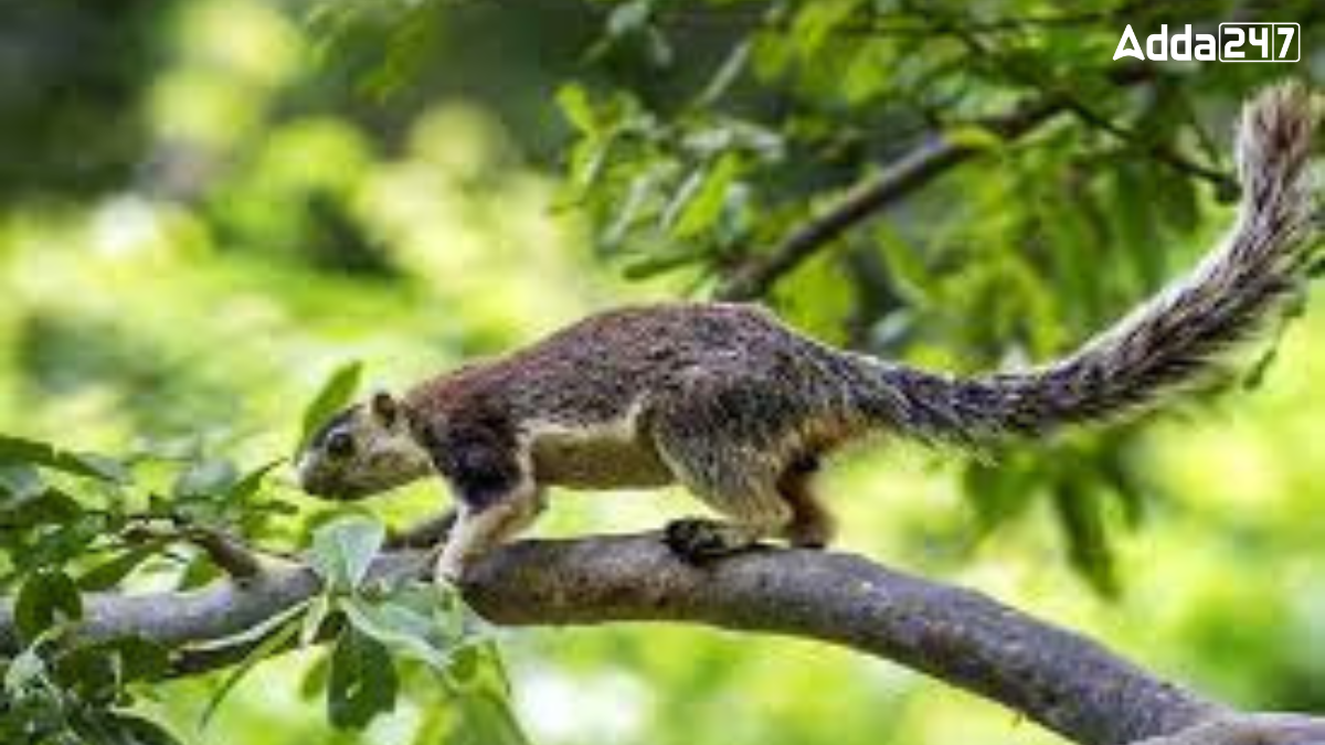 In Which State is Grizzled Squirrel Wildlife Sanctuary Located?