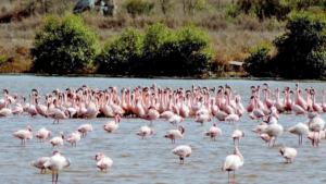 Maharashtra Designates DPS Flamingo Lake as Conservation Reserve