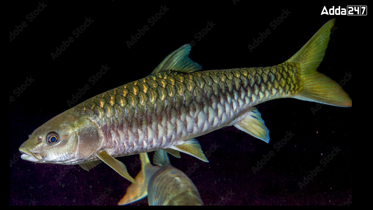 What is the State Fish of Jammu and Kashmir? Know About It