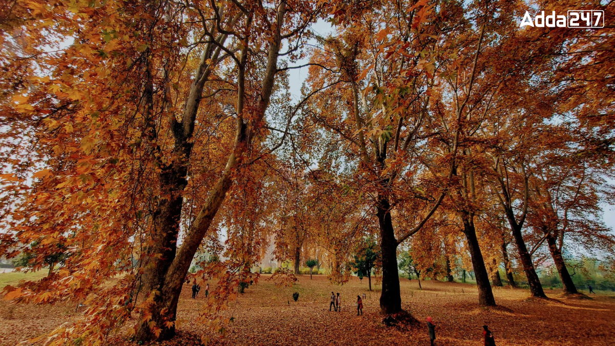 What is the State Tree of Jammu and Kashmir? Know the Name and Significance