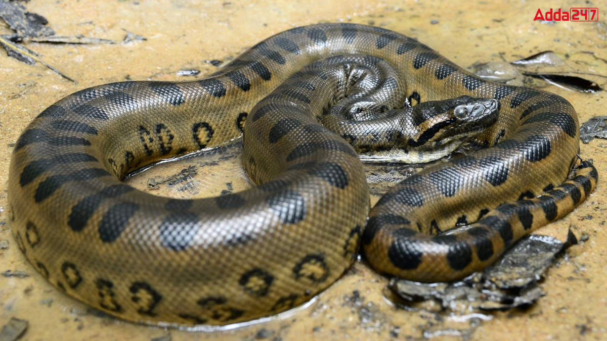 What is the Weight of Green Anaconda, World's Biggest Snake?