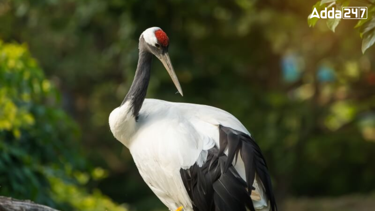 What is the National Bird of China? Know the Name