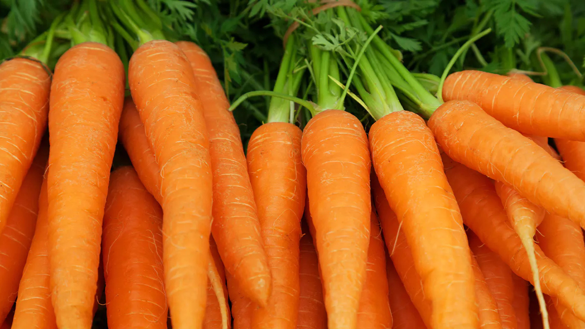 Top-5 Carrot Producing Countries in the World in 2025, Know About Them