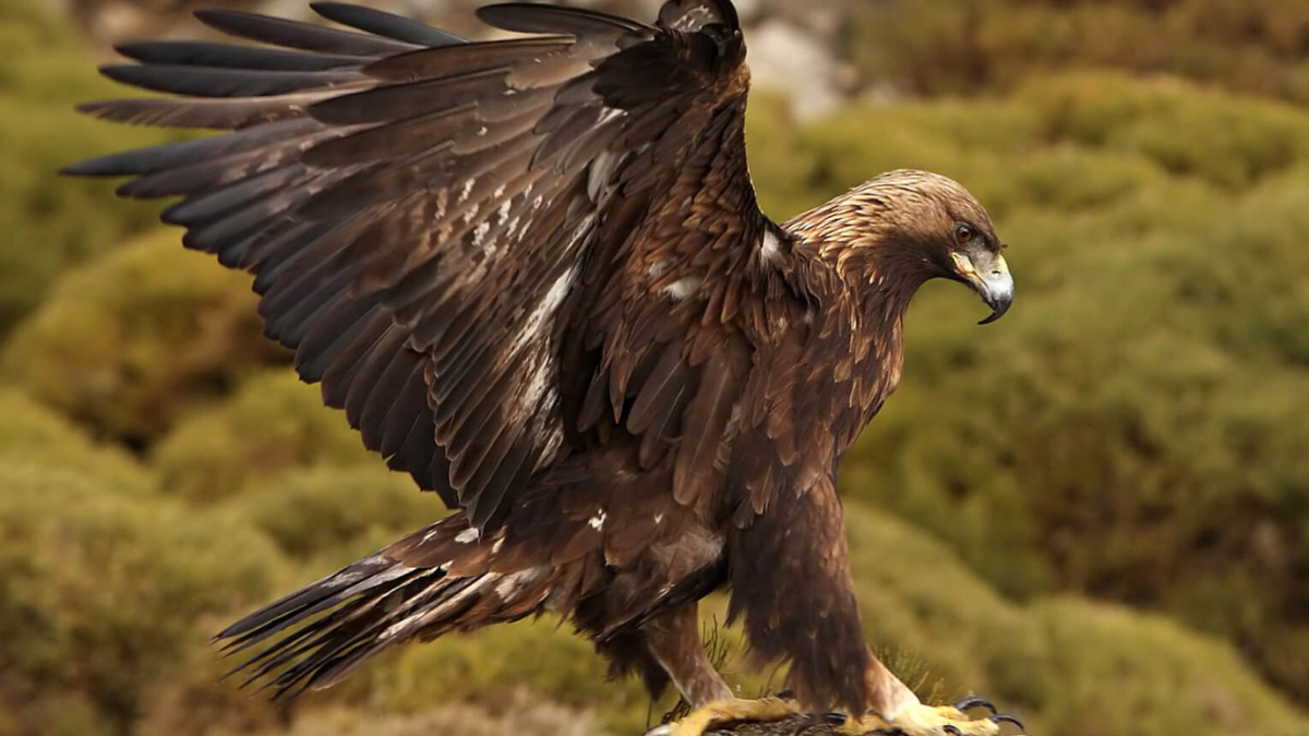 What is the National Bird of Germany? Know the Name