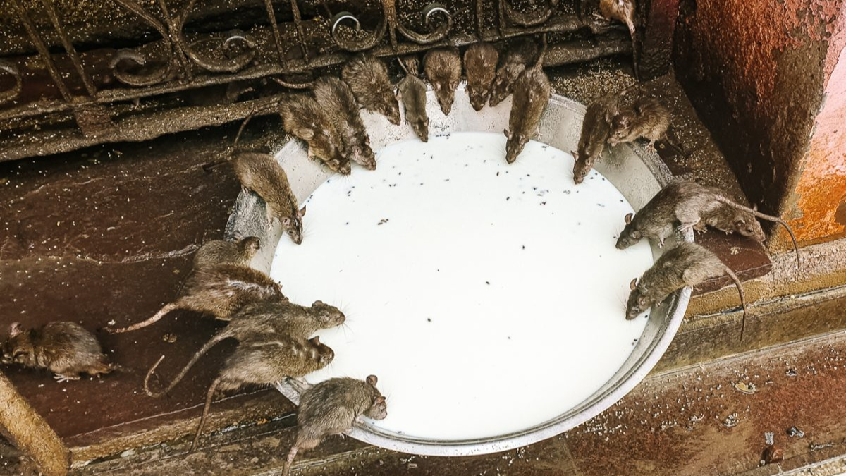 Which Town in India is Known for the Temple of Rats?