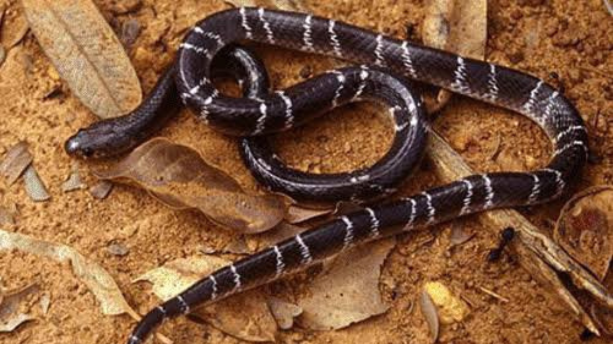 Which Indian State has the Most Snakes? Know About It