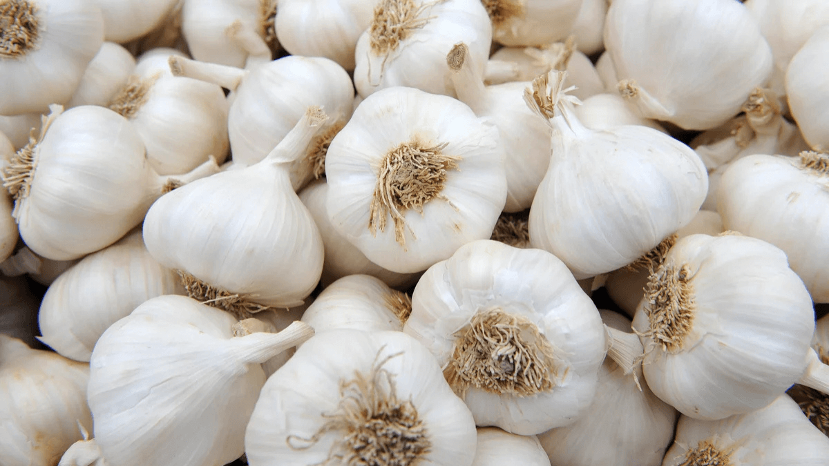 Which Indian District is known as the Garlic City of India?