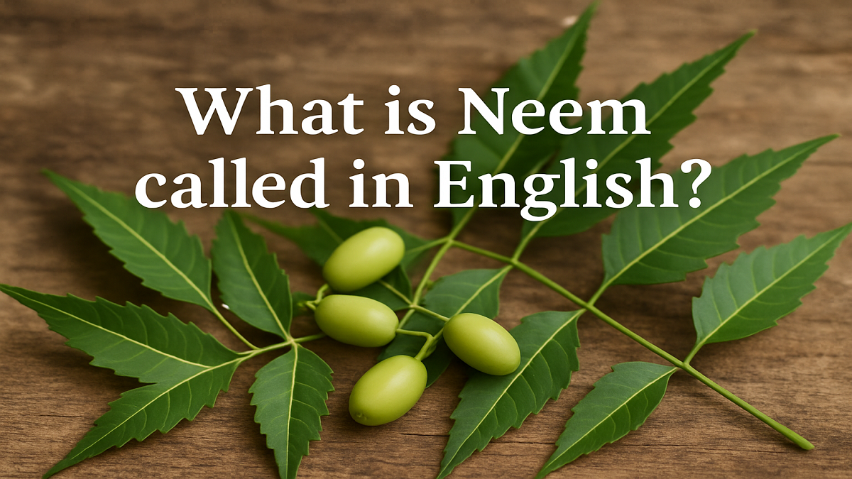 What is Neem called in English? Importance, Uses, and Benefits