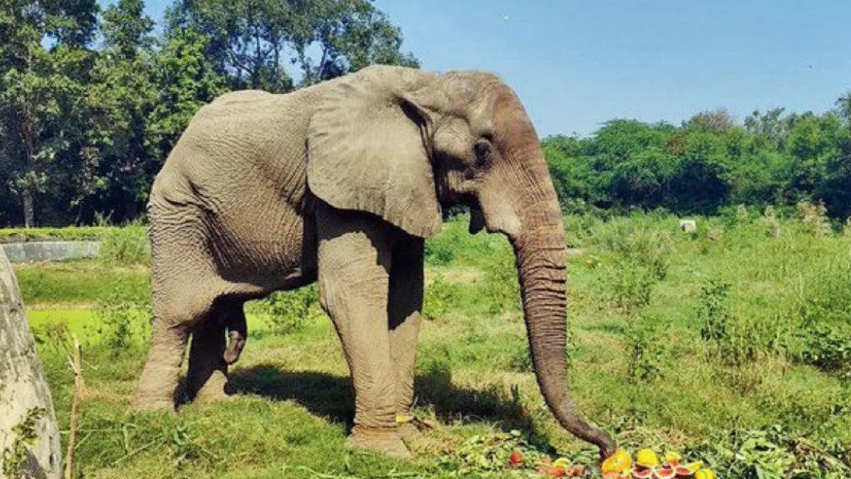 Shankar, Delhi Zoo’s Lone African Elephant, Dies After 13 Years