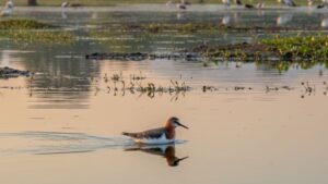 Red-Necked Phalarope Spotted in Tamil Nadu, India