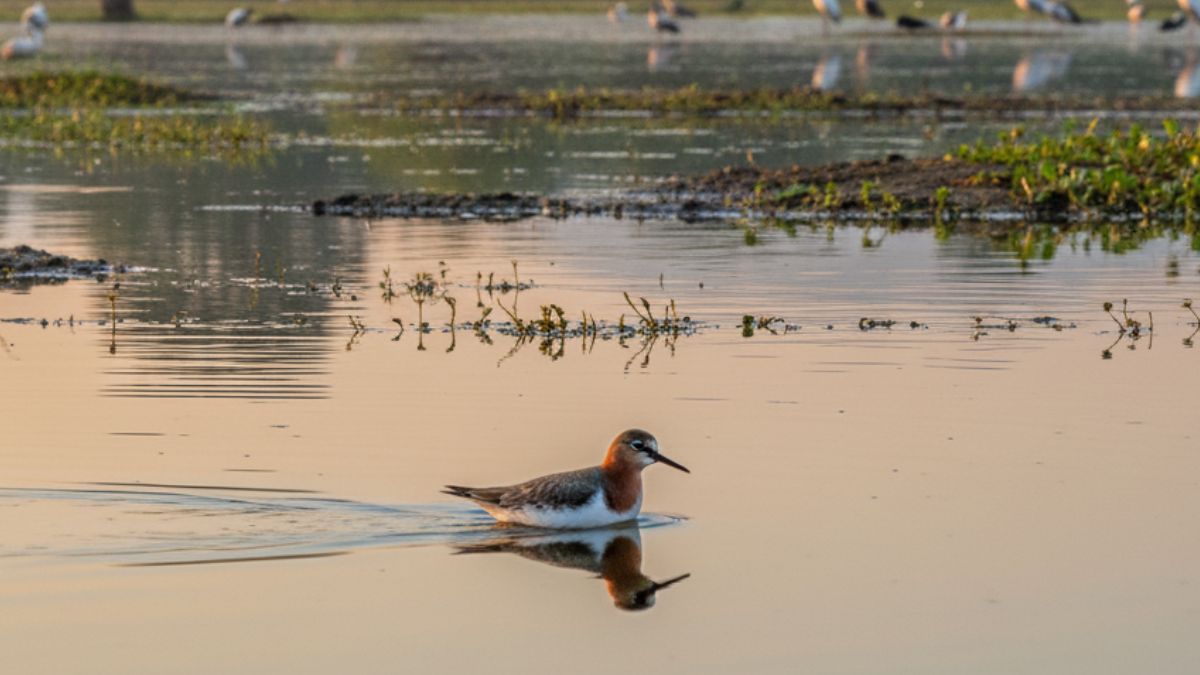 Red-Necked Phalarope Spotted in Tamil Nadu, India