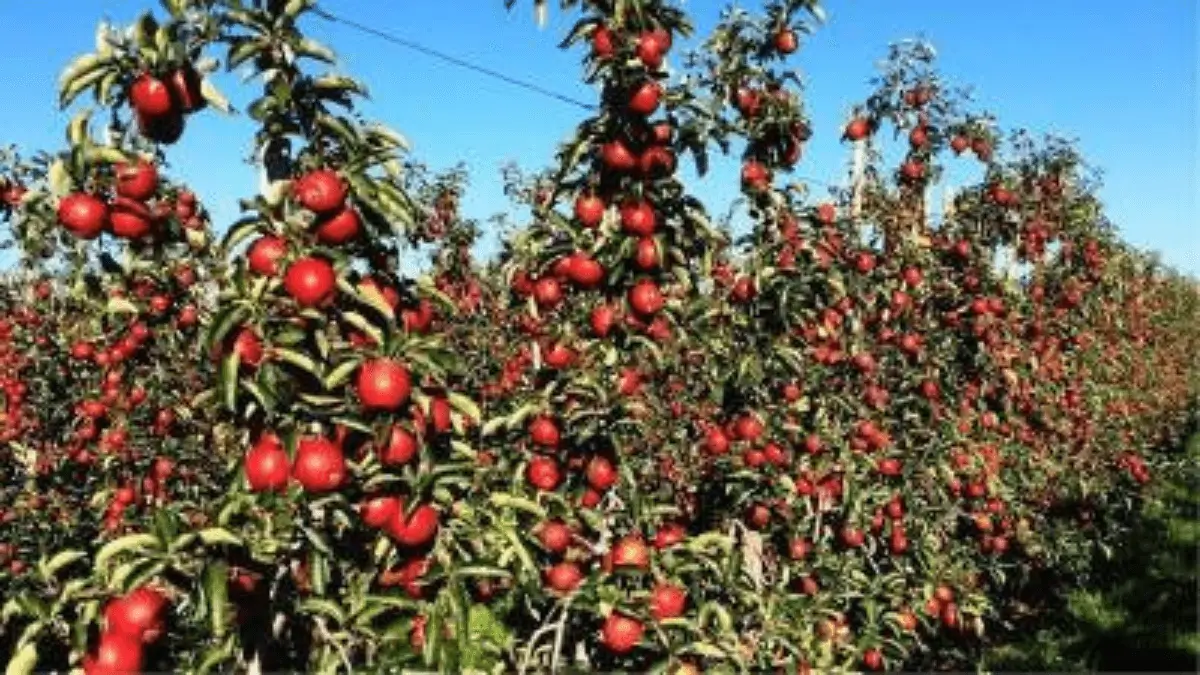 Which Indian State is Known as the Apple State of India?