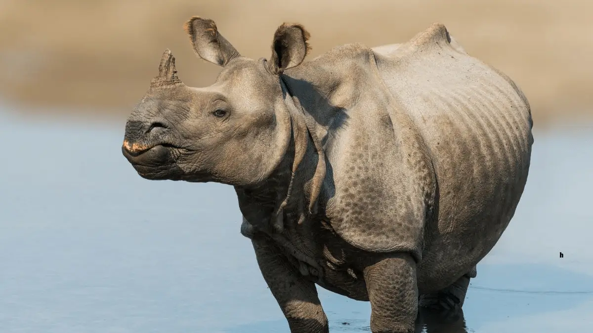 Top-10 Countries with the Most Rhinos 2025, Check the List