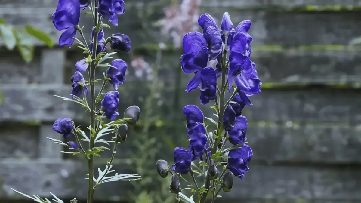 Top-5 Countries with the Most Active Volcanoes in the World in 2025