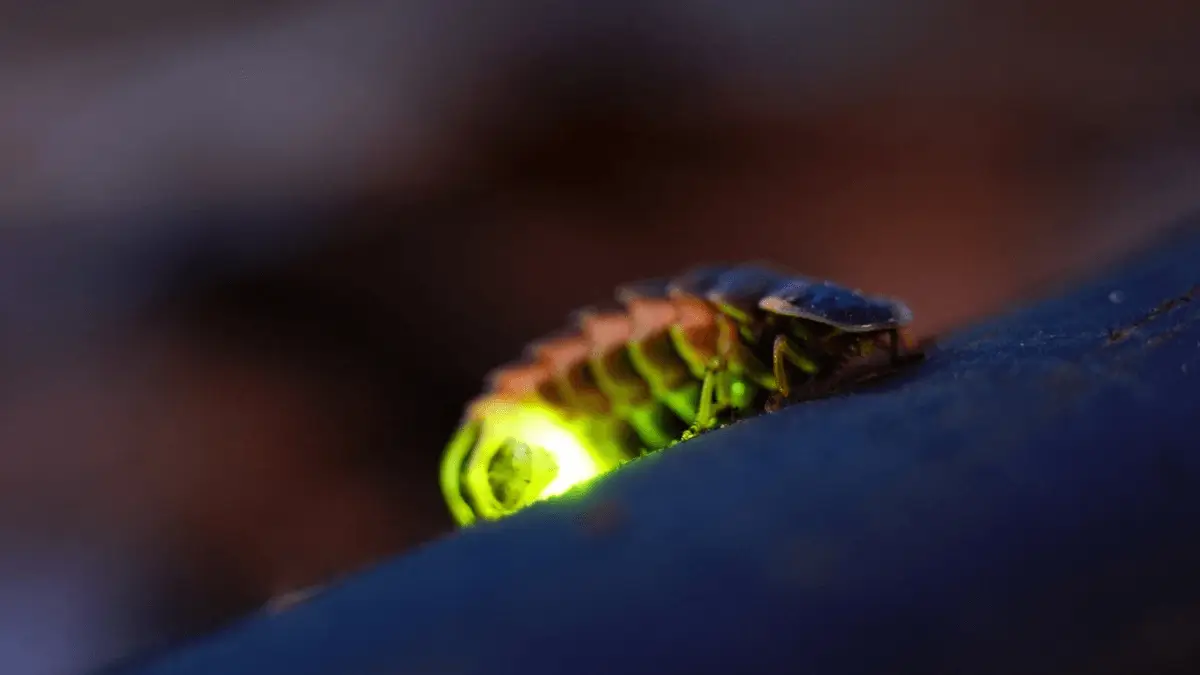 Top-5-Glowing-Insects-of-the-World-Know-the-Names