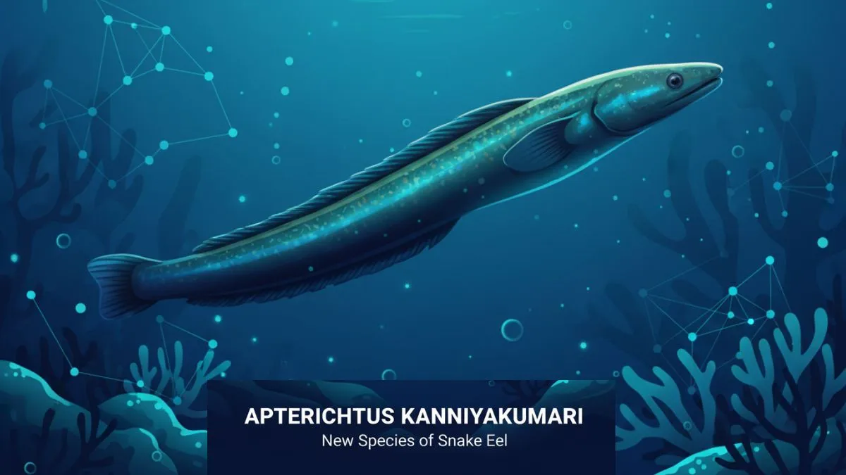New Eel Species Apterichtus kanniyakumari Discovered off Tamil Nadu Coast