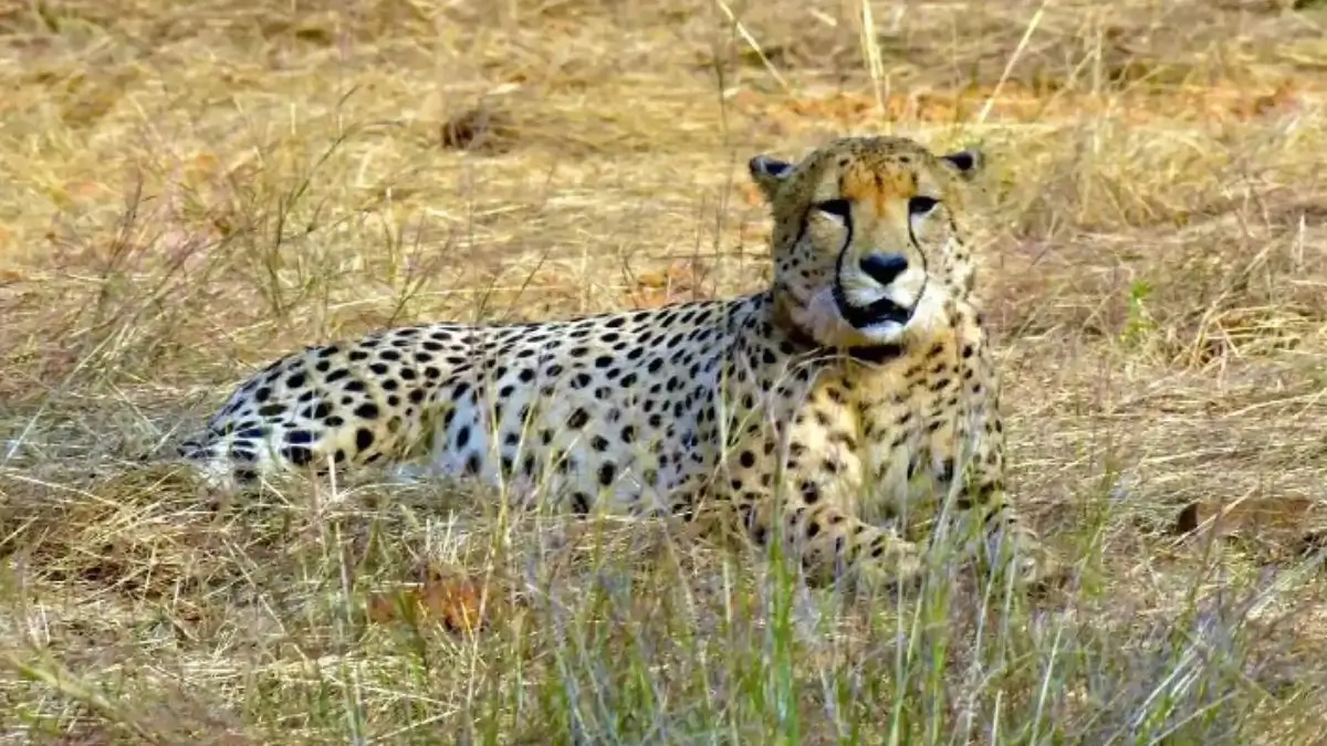 Mukhi Becomes First India-Born Adult Cheetah at Kuno