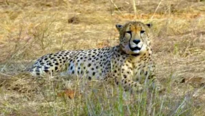 Daily Current Affairs 29th September, 2025, Important News Headlines (Daily GK Update)_7.1