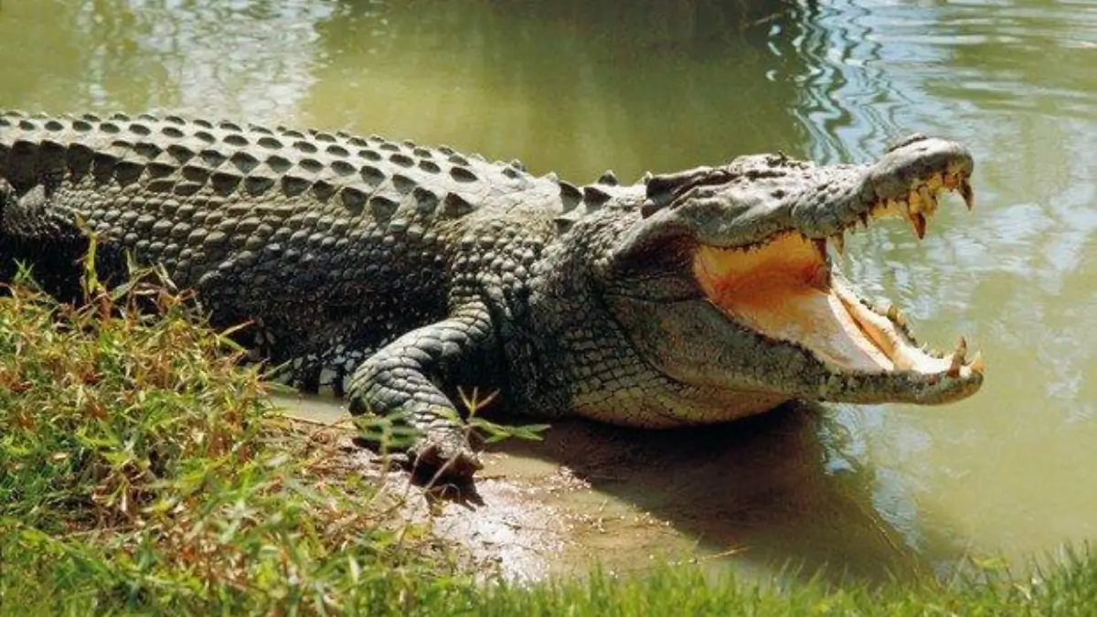 Which Indian City is Known as the City of Crocodiles?