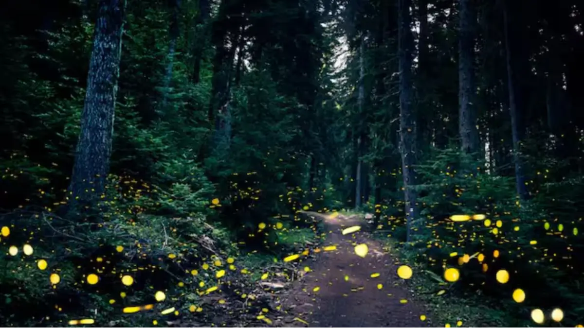 Top-5 Forests of the World that Glow in the Dark, Check the List