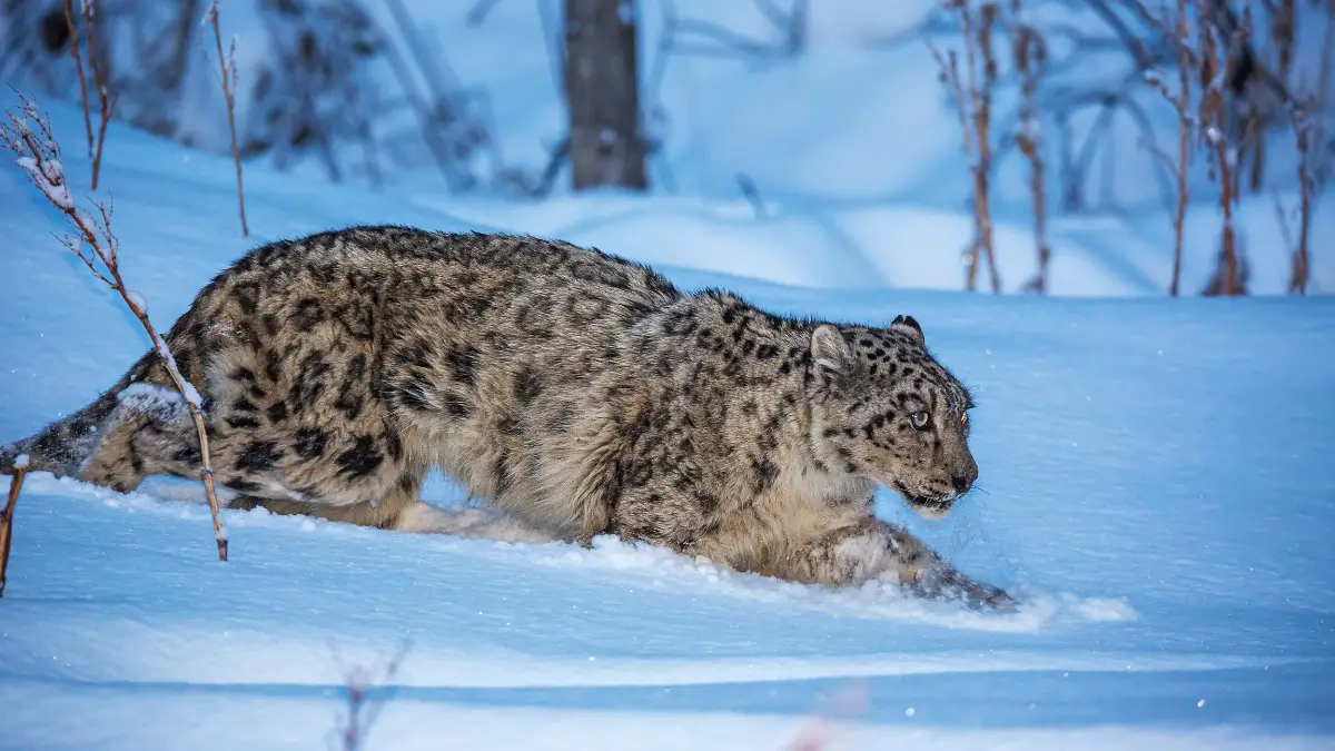 Top-10 Countries with the Largest Population of Snow Leopard, Check the List