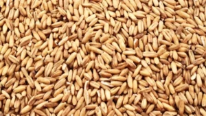 Which Country is Known as the Granary of the World?